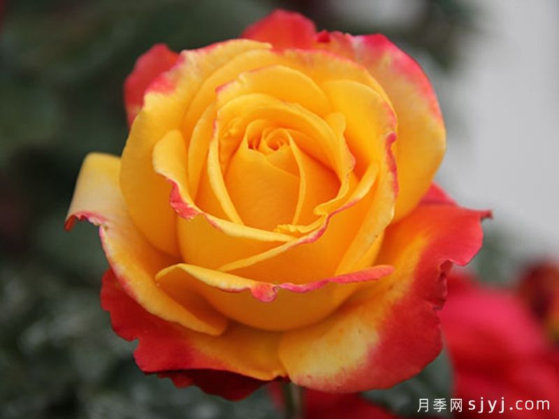 电子表月季/电钟Funkuhr(图1)