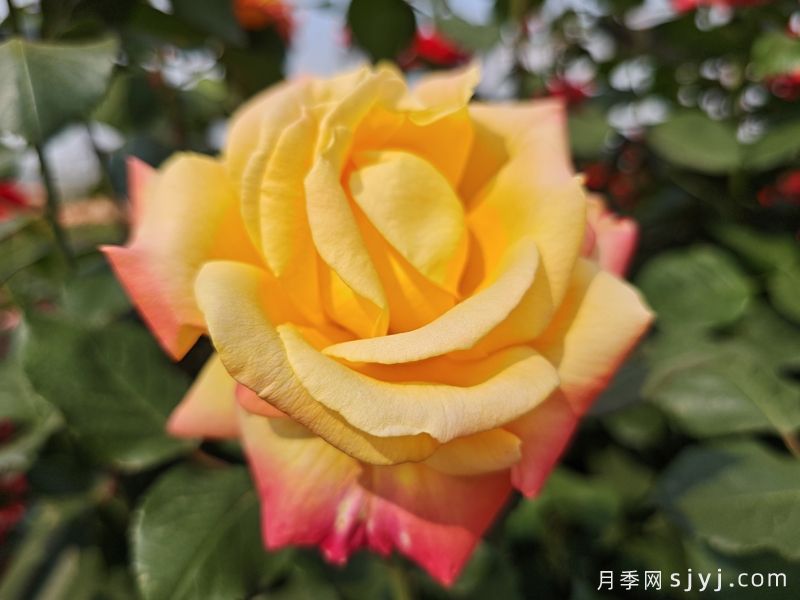 电子表月季/电钟Funkuhr(图2)