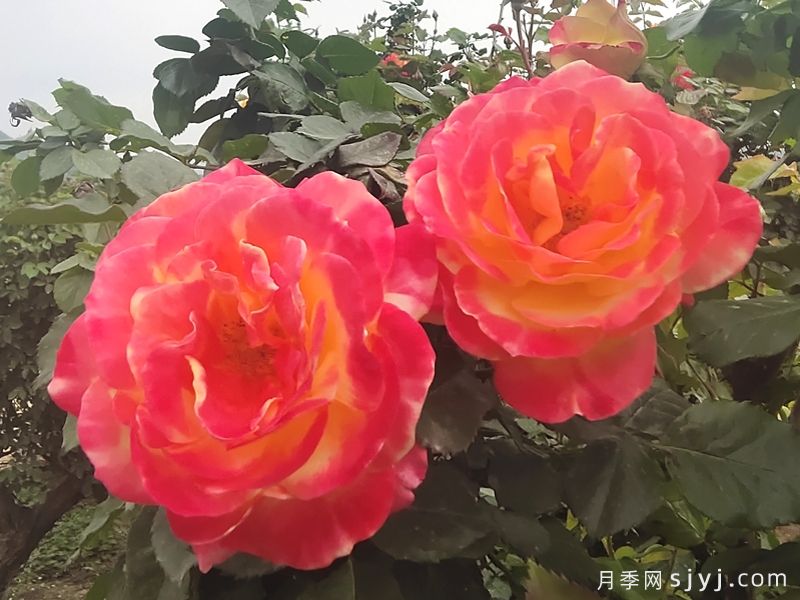 电子表月季/电钟Funkuhr(图5)