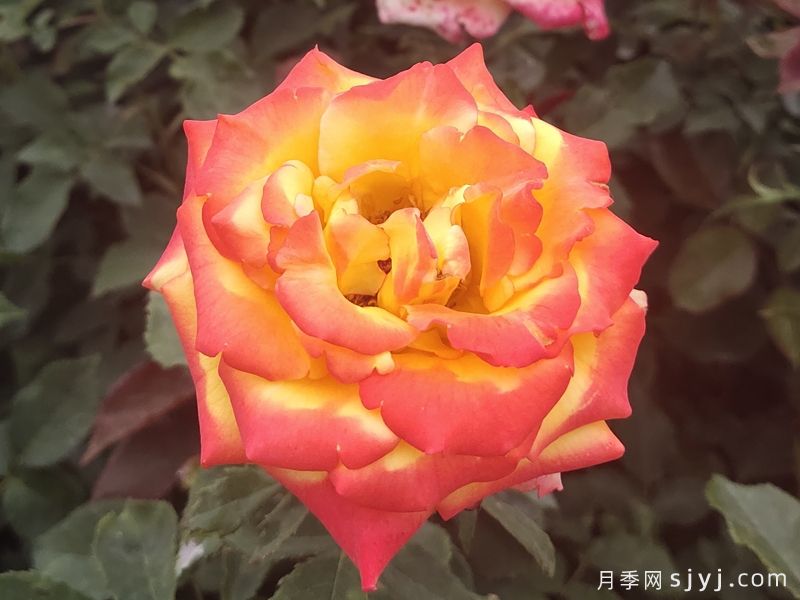 电子表月季/电钟Funkuhr(图4)
