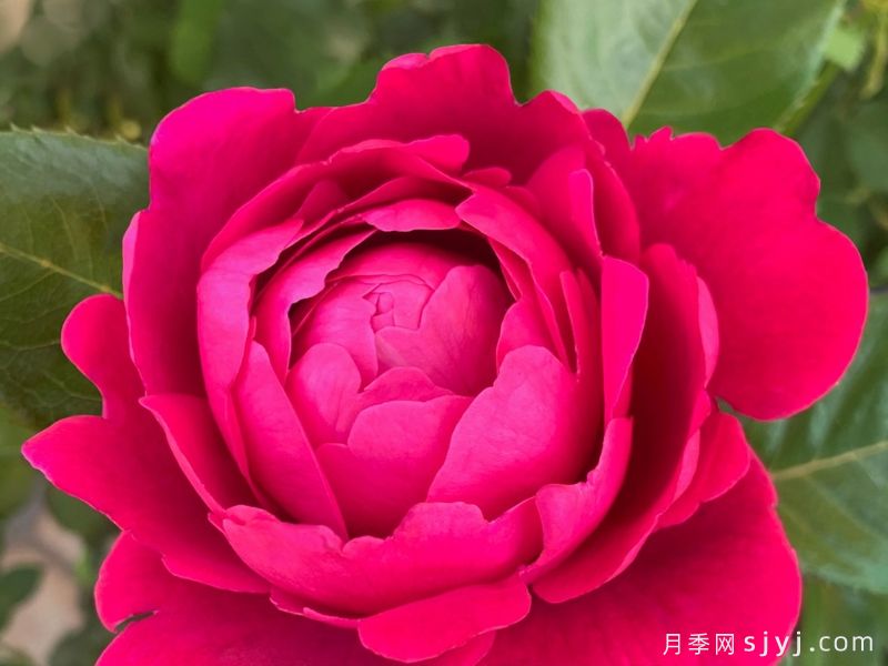 铃儿响叮当月季Jingle Bells(图2)