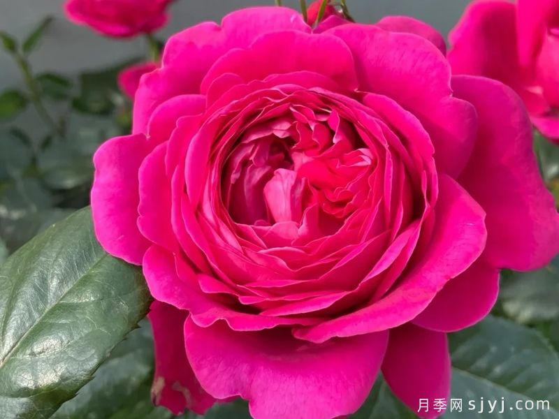 铃儿响叮当月季Jingle Bells(图1)