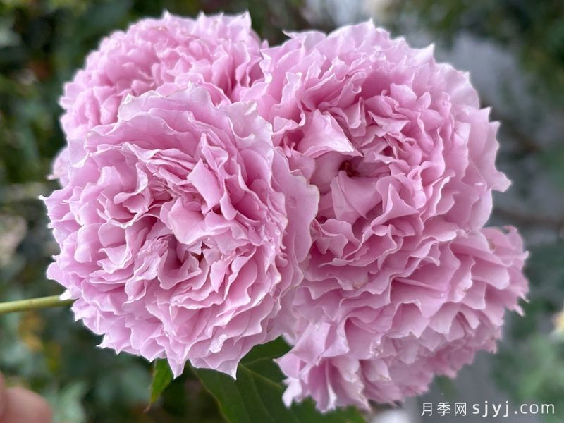 莲华月季(图1)