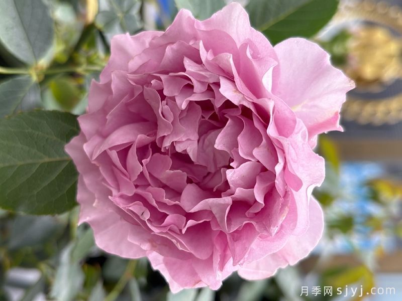 莲华月季(图3)