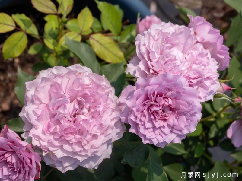 莲华月季(图5)