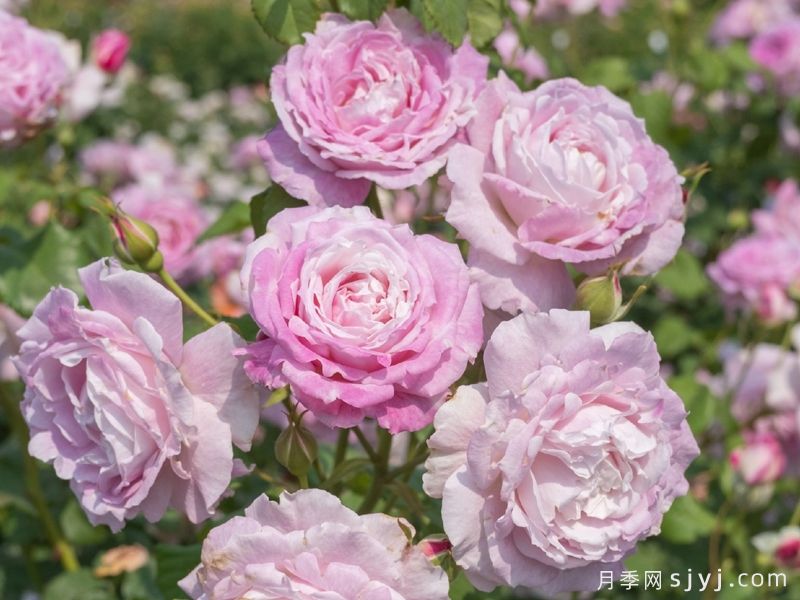 芰荷月季(图1) 芰荷月季Jihe(图1)