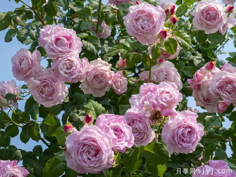 芰荷月季(图4) 芰荷月季Jihe(图4)