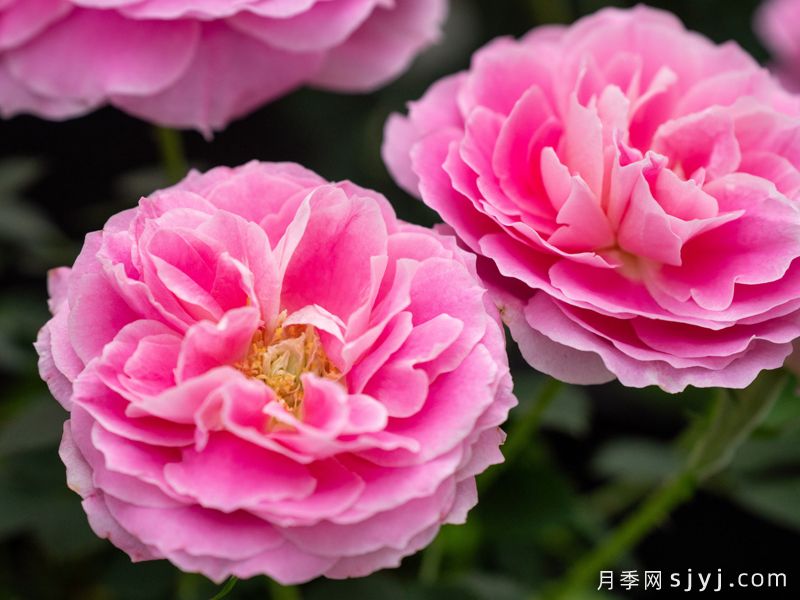 晴柔月季(图1)