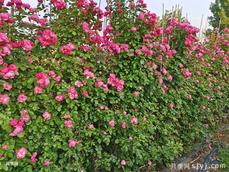 2米高藤本月季(图6)