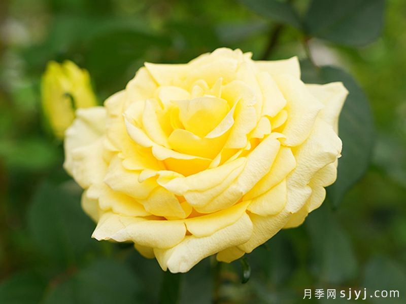 文秀月季/黄文秀(图2)