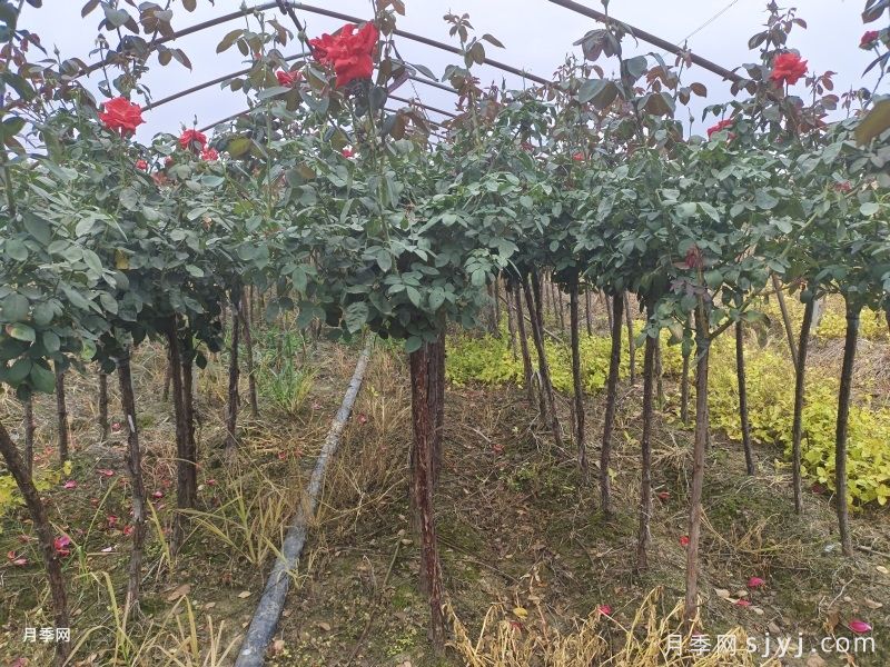 南阳森景月季为山西绿化工程供应树状月季(图1)