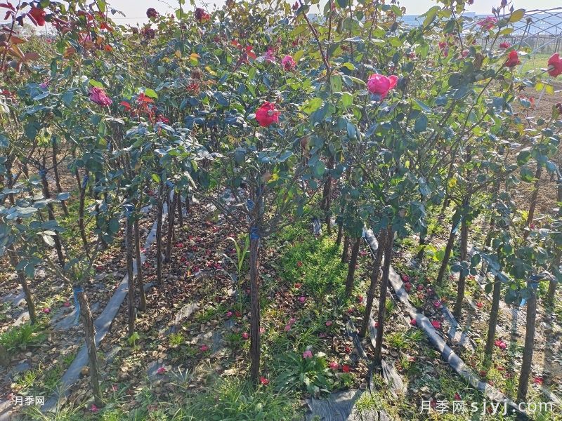 南阳森景月季为山西绿化工程供应树状月季(图3)