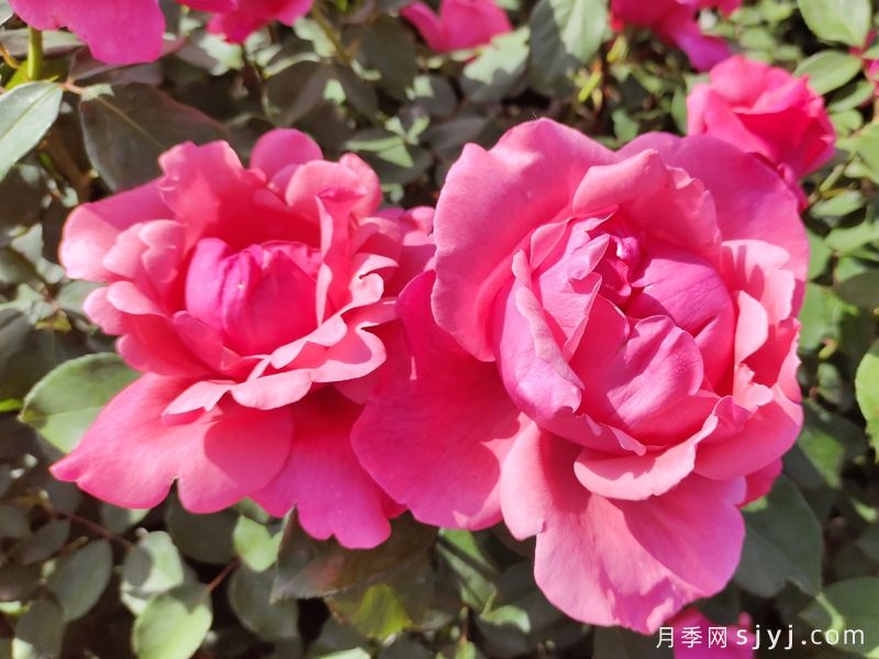 可四季开花的9种月季，颜值与勤花全具备(图1)