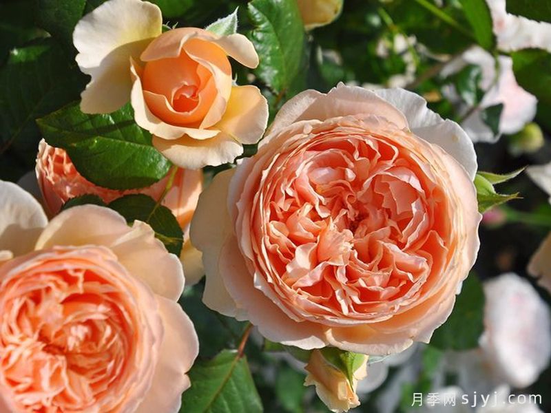 可四季开花的9种月季，颜值与勤花全具备(图2)