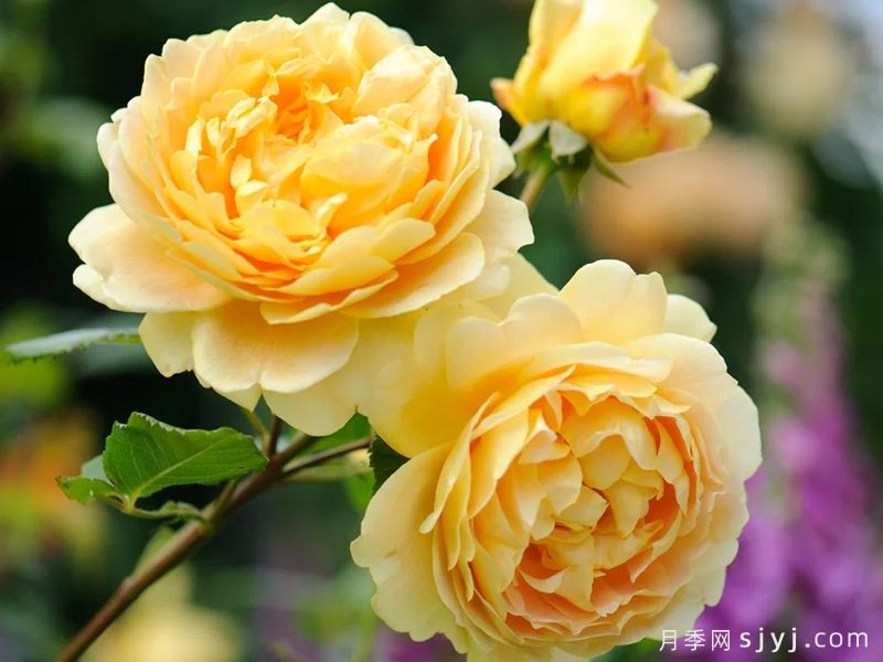 可四季开花的9种月季，颜值与勤花全具备(图3)