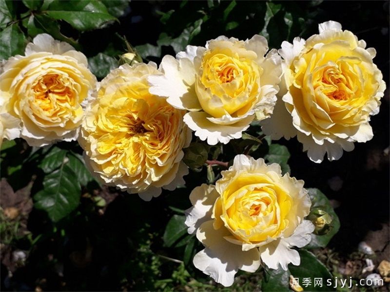 可四季开花的9种月季，颜值与勤花全具备(图4)
