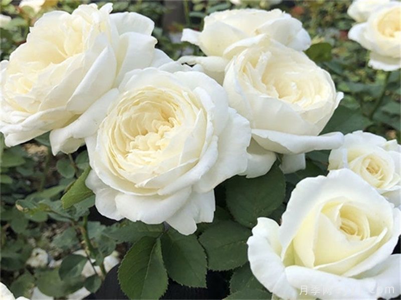 可四季开花的9种月季，颜值与勤花全具备(图6)