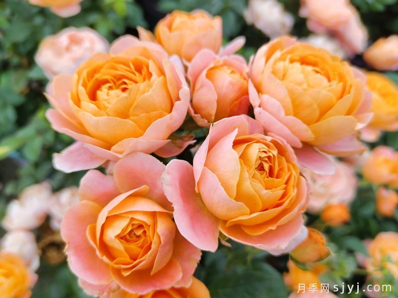 可四季开花的9种月季，颜值与勤花全具备(图7)