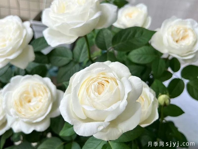 伊芙婚礼之路月季/婚礼之路Yves Wedding Road(图2)
