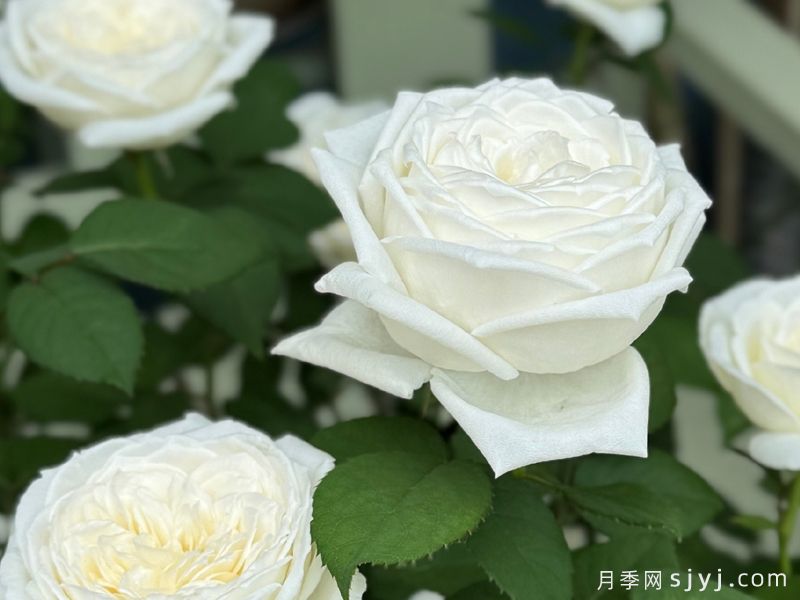 伊芙婚礼之路月季/婚礼之路Yves Wedding Road(图4)