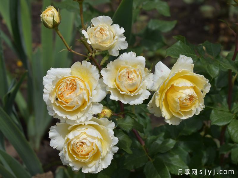 碧翠丝月季/贝特丽丝Beatrice(图3)