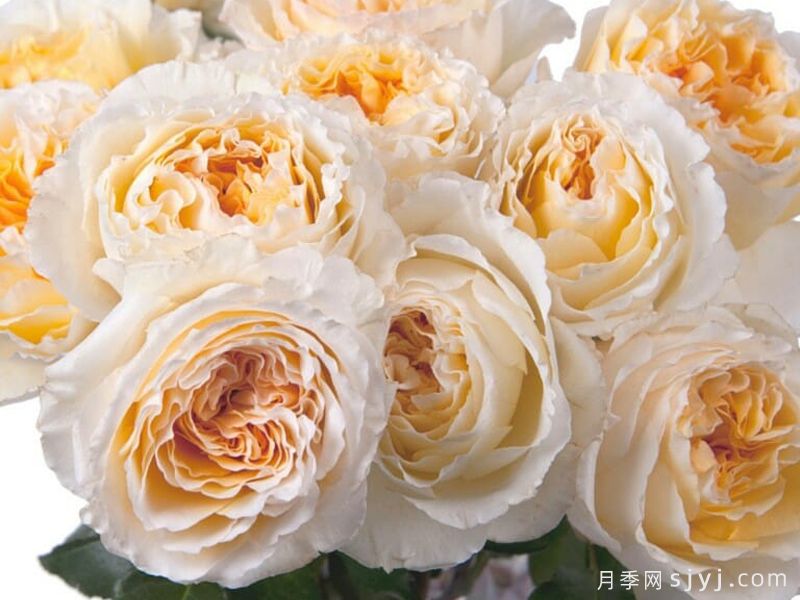 碧翠丝月季/贝特丽丝Beatrice(图4)