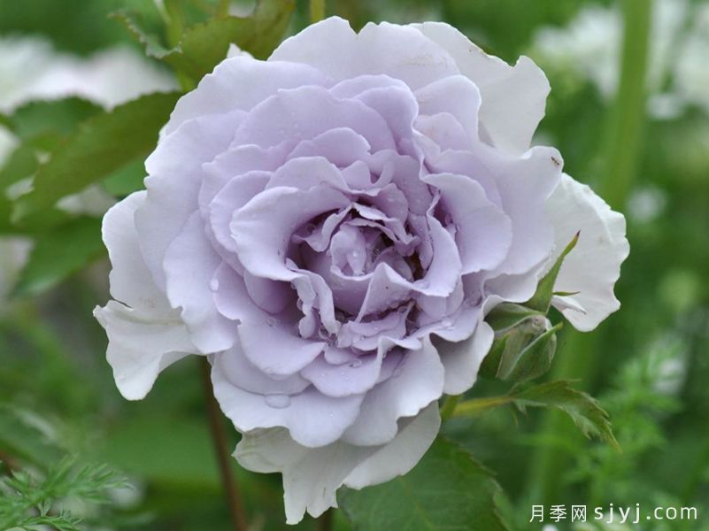 迷雾紫月季/朦胧紫月季Misty Purple(图2)