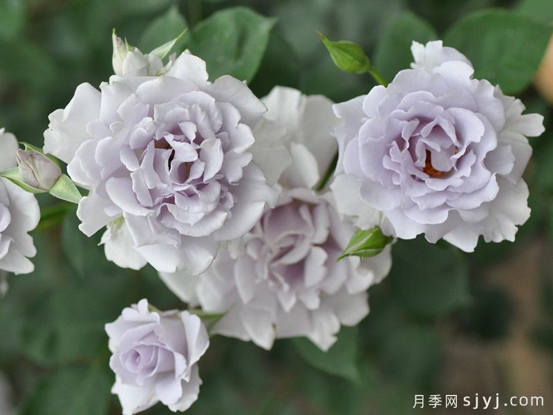 迷雾紫月季/朦胧紫月季Misty Purple(图4)