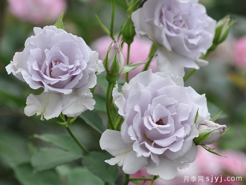 迷雾紫月季/朦胧紫月季Misty Purple(图3)
