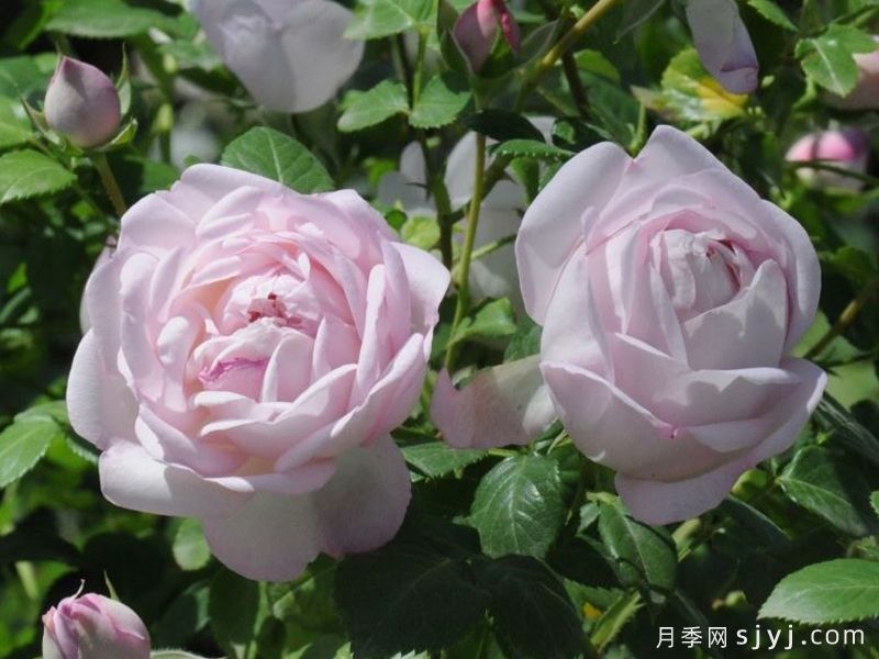 初吻月季/初宴La Boum(图3)