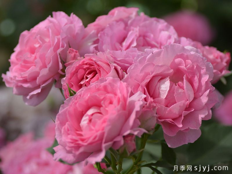 粉姬月季/粉公主/粉红公主Pink of Princess(图1)
