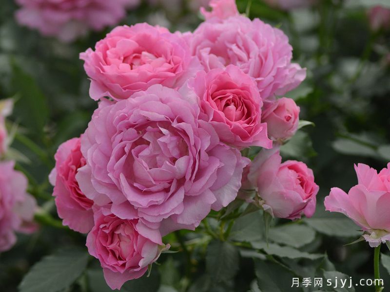 粉姬月季/粉公主/粉红公主Pink of Princess(图3)