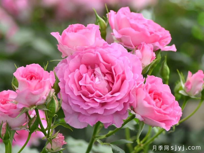 粉姬月季/粉公主/粉红公主Pink of Princess(图2)