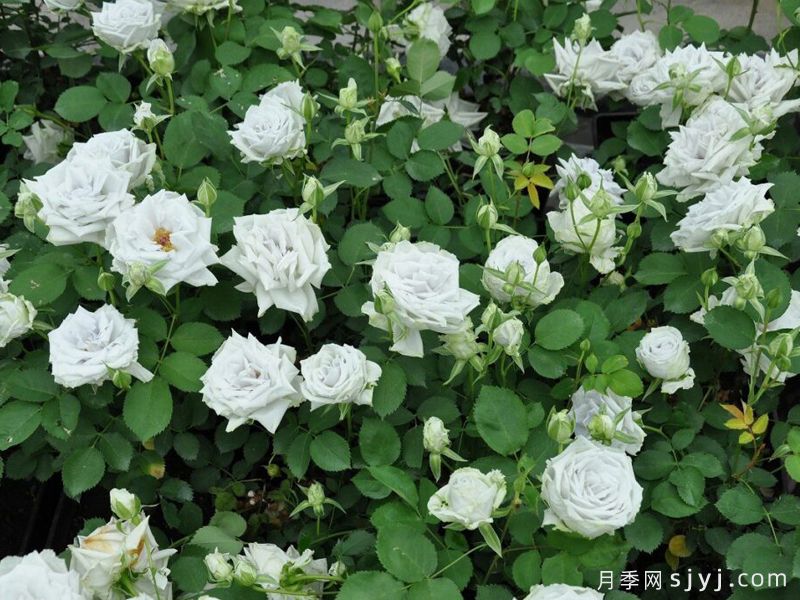 蓝色天堂月季Blue Heaven(图3)