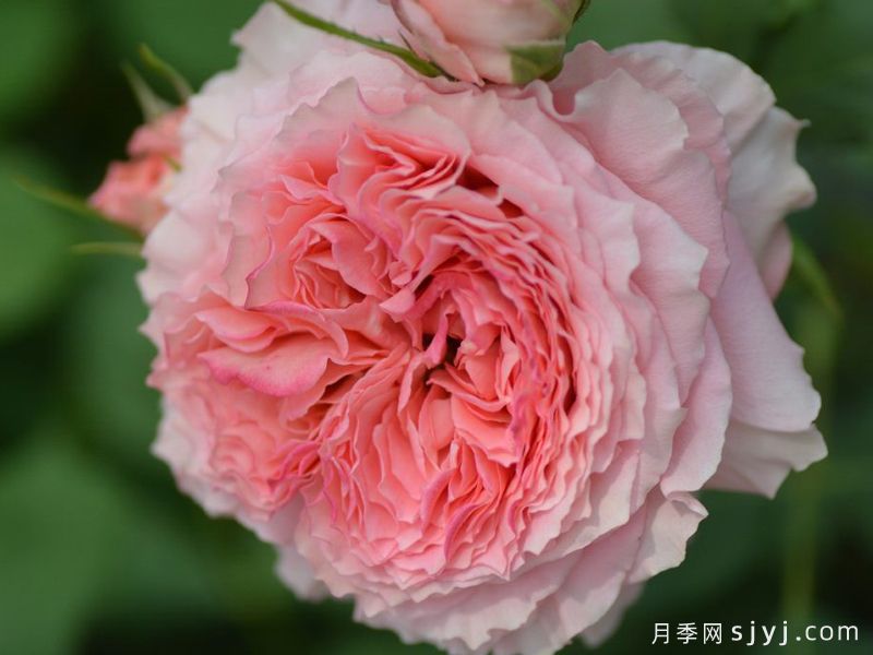 日冕月季/玫瑰珊瑚Rose Corona(图2)