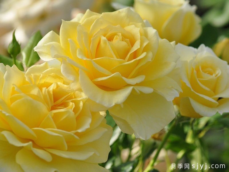 黄色永恒月季/黄永恒Yellow Eternity(图2)
