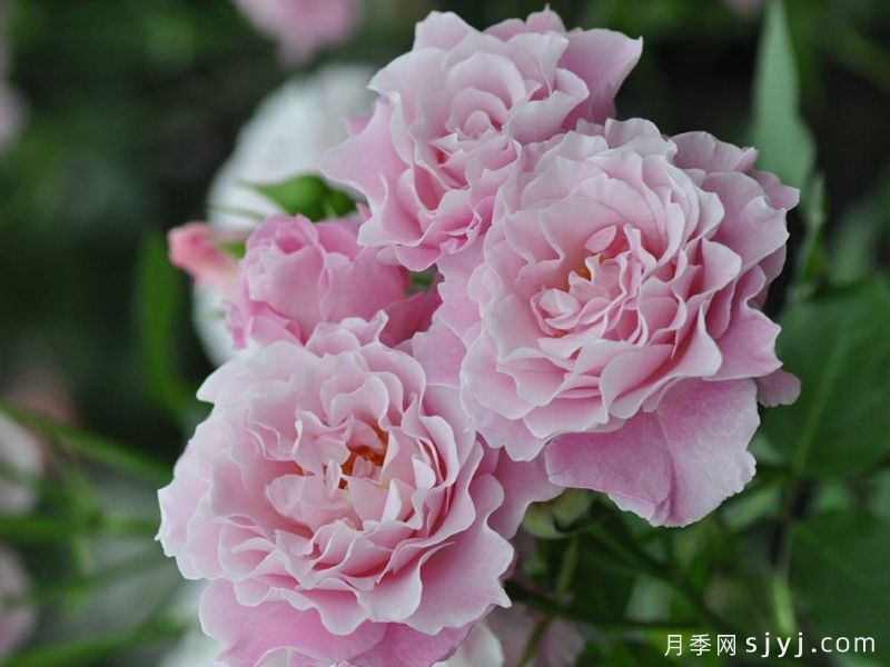 沉默的爱月季/静爱/暗恋Silent Love(图2)