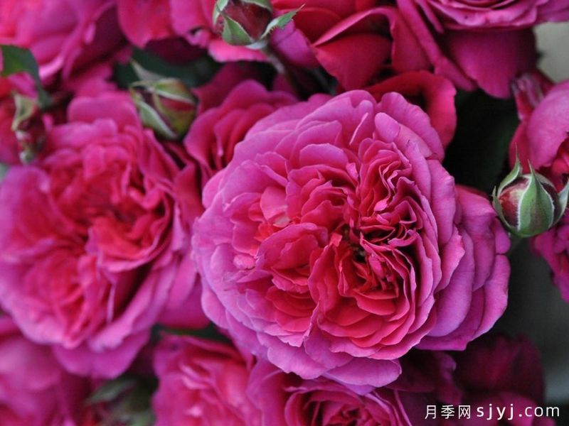 恩典女王月季/格蕾丝王后Grace Queen(图2)