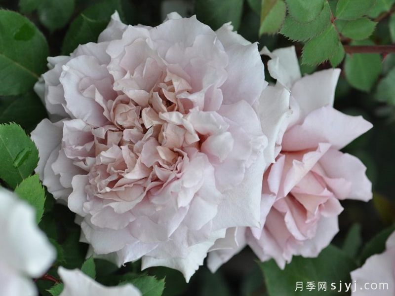 大地天使亚列尔月季/亚列尔Ariel(图2)