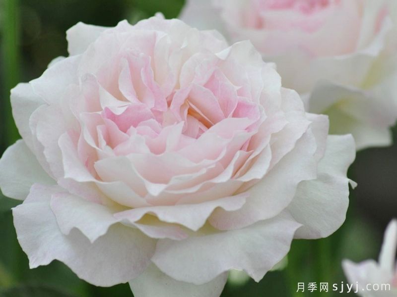 六翼天使炽天使月季/炽天使Seraphim(图2)