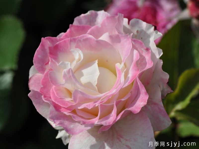 六翼天使炽天使月季/炽天使Seraphim(图1)