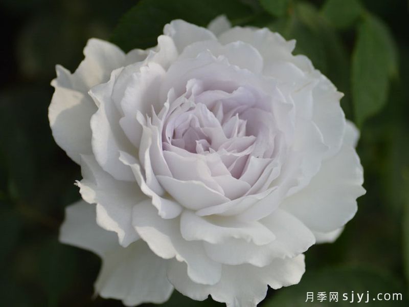 加百列大天使月季/加百列月季Gabriel(图2)