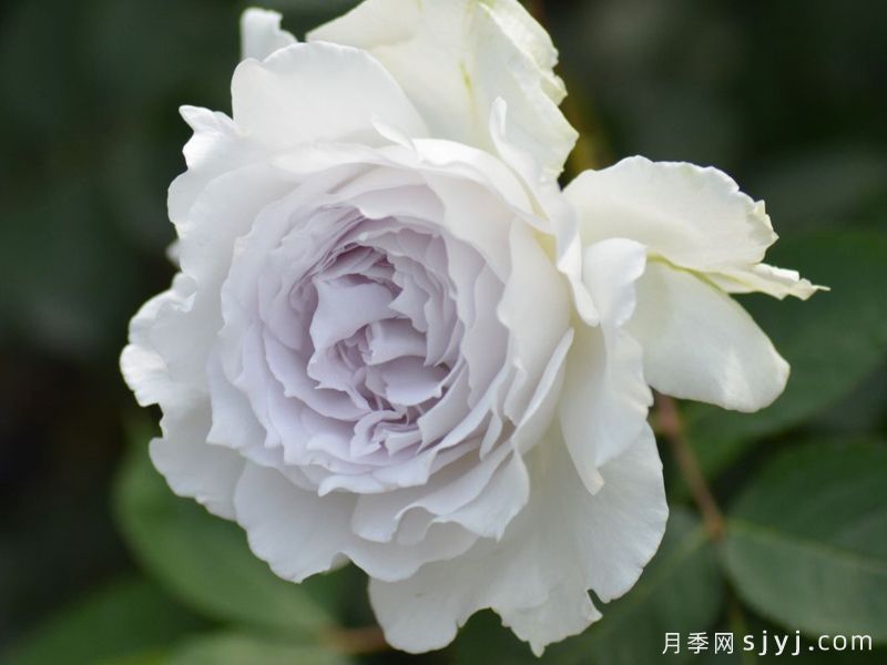 加百列大天使月季/加百列月季Gabriel(图1)