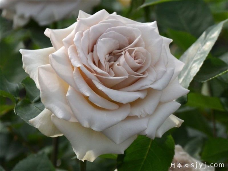 第九天使光之翼月季/翼天使Ailes(图4)