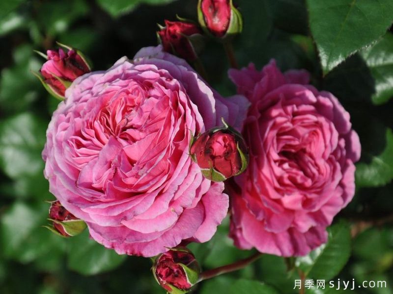 神仆天使阿比迪月季/阿比迪Abdel(图3)