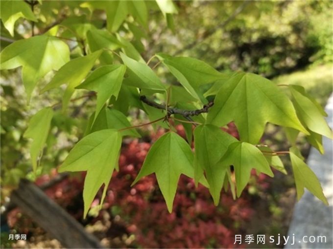 三角枫下山桩养护技巧(图1)