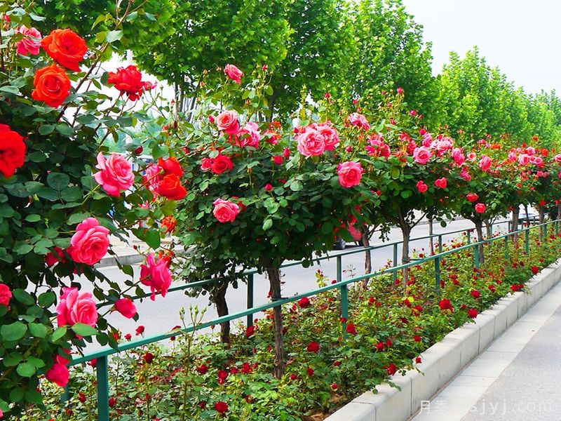 中国87个月季玫瑰市花城市名单大全(图3)