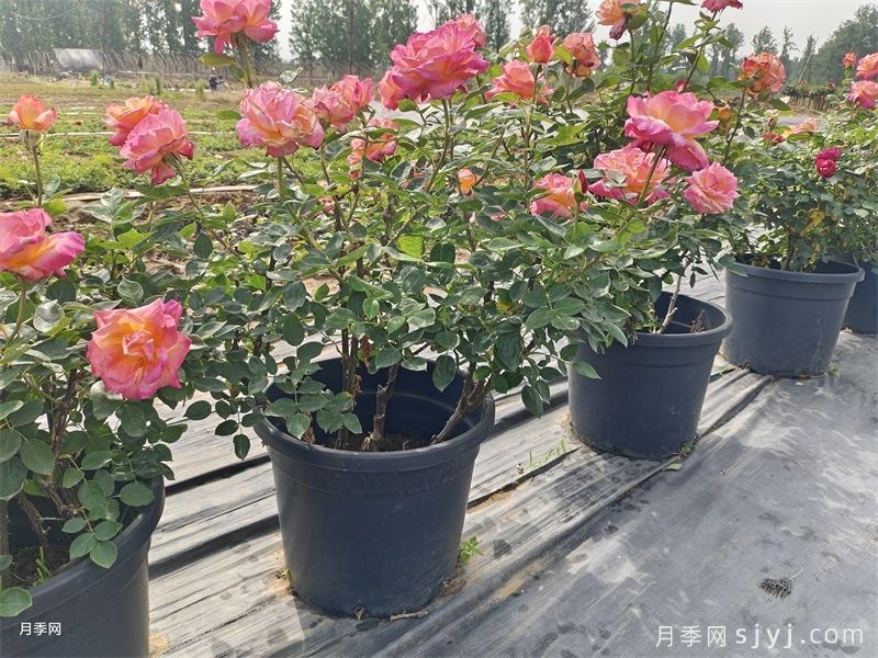 月季花这么漂亮，为什么有人说不能种在院子里？(图1)