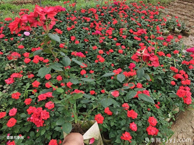 月季花这么漂亮，为什么有人说不能种在院子里？(图2)