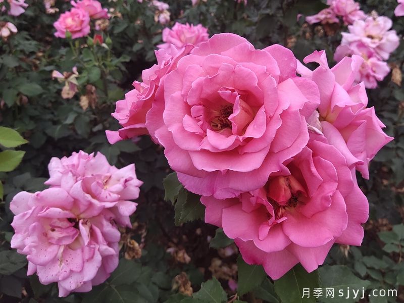 读书：月季花开在冬初(图1)